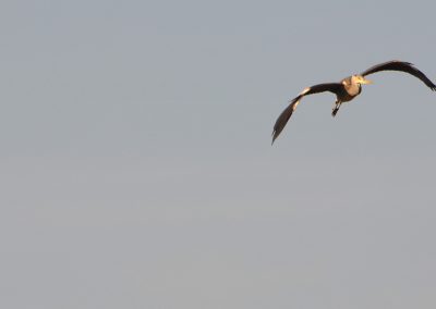 animali1_1