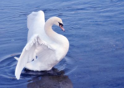 animali1_10