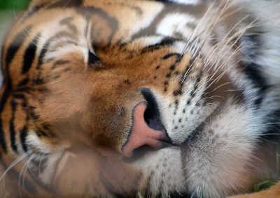 animali1_16