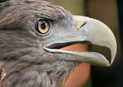 animali1_20