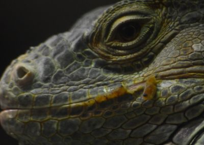 animali1_23