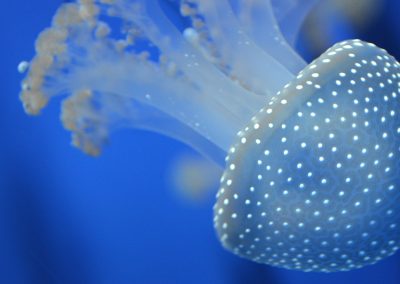animali1_25