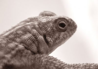 animali1_30