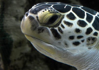 animali1_32