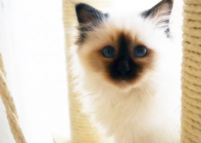 animali1_33