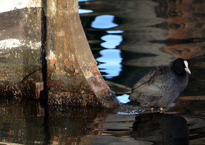 animali1_36