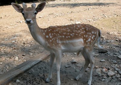 animali1_7