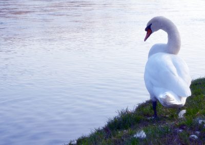 animali1_9