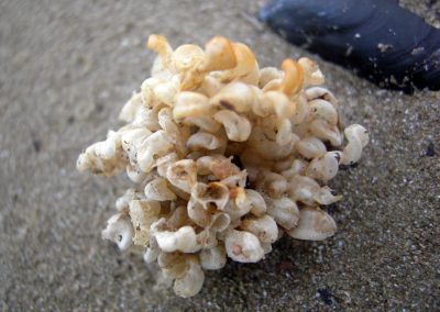 macro1_11