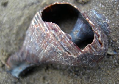 macro1_12