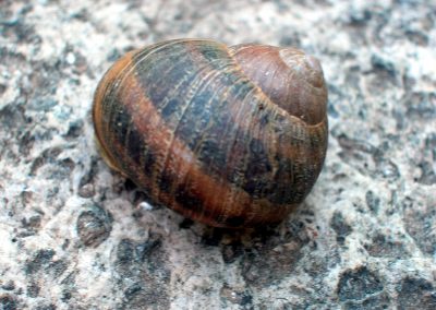macro1_16