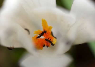 macro1_20