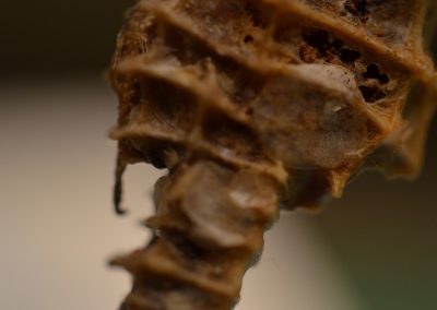 macro1_5