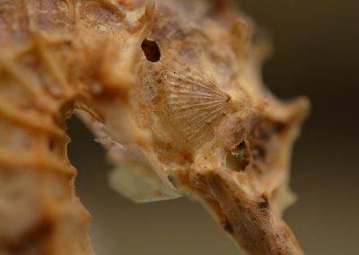 macro1_6
