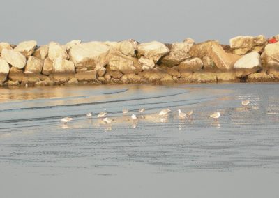 mare1_20