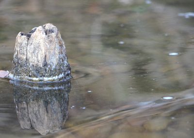 natura27