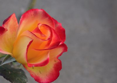 natura33
