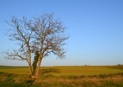 panorama37
